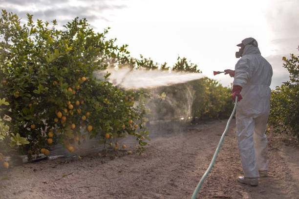 Best Insect Control  in Gholson, TX