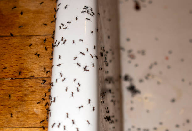 Best Commercial Pest Control Services  in Gholson, TX